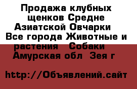 Продажа клубных щенков Средне Азиатской Овчарки - Все города Животные и растения » Собаки   . Амурская обл.,Зея г.